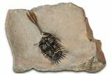 Spiny Trident Walliserops Trilobite - Foum Zguid, Morocco #344464-3